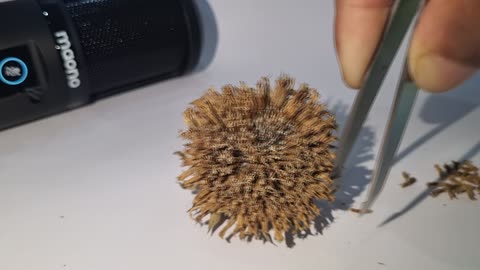 Sunflower Satisfaction Video - Part 1