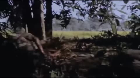 Vietnam Badfinger Baby Blue