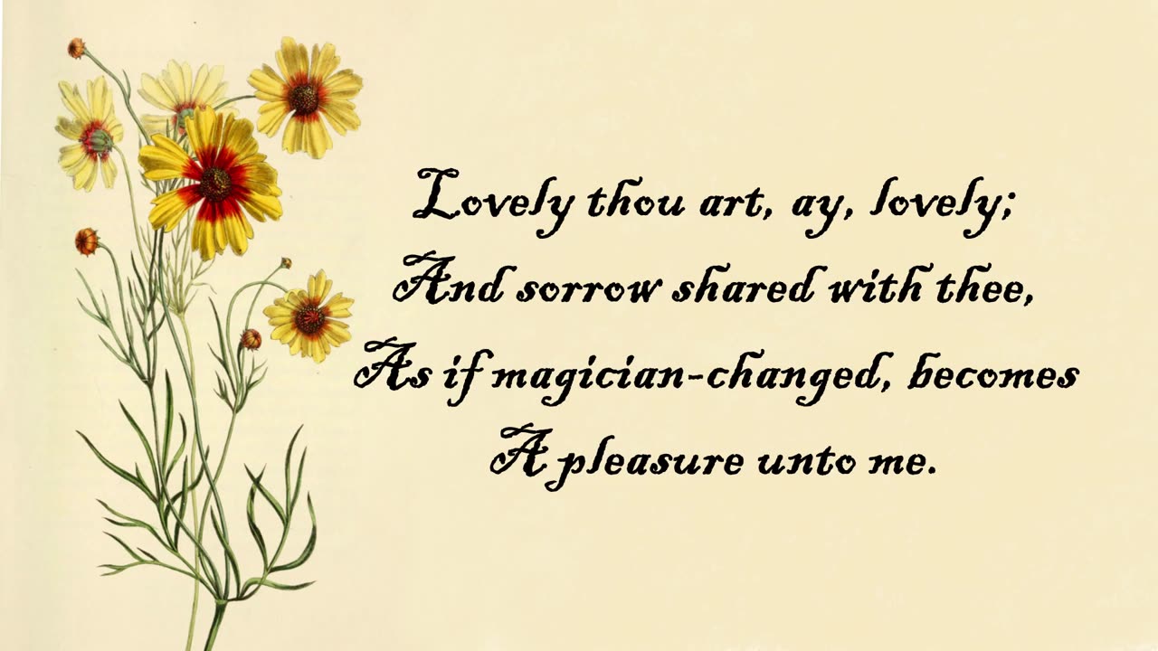 Coreopsis - The Language of Flowers