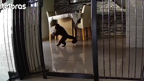 Monkey Takes Off With Bread