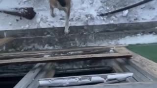 🤣🐻 You Won't Believe This Polar Bear Stealing a Coca Cola! | FunFM