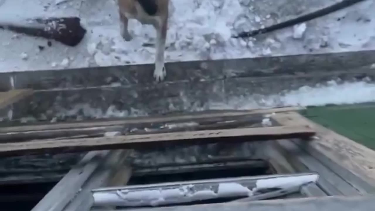 🤣🐻 You Won't Believe This Polar Bear Stealing a Coca Cola! | FunFM