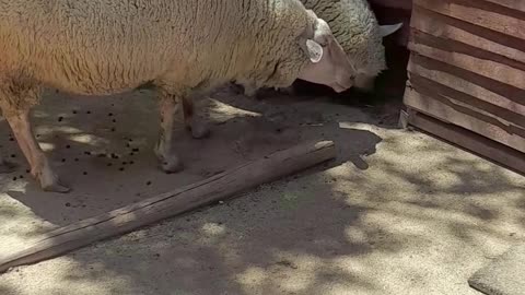 sheep