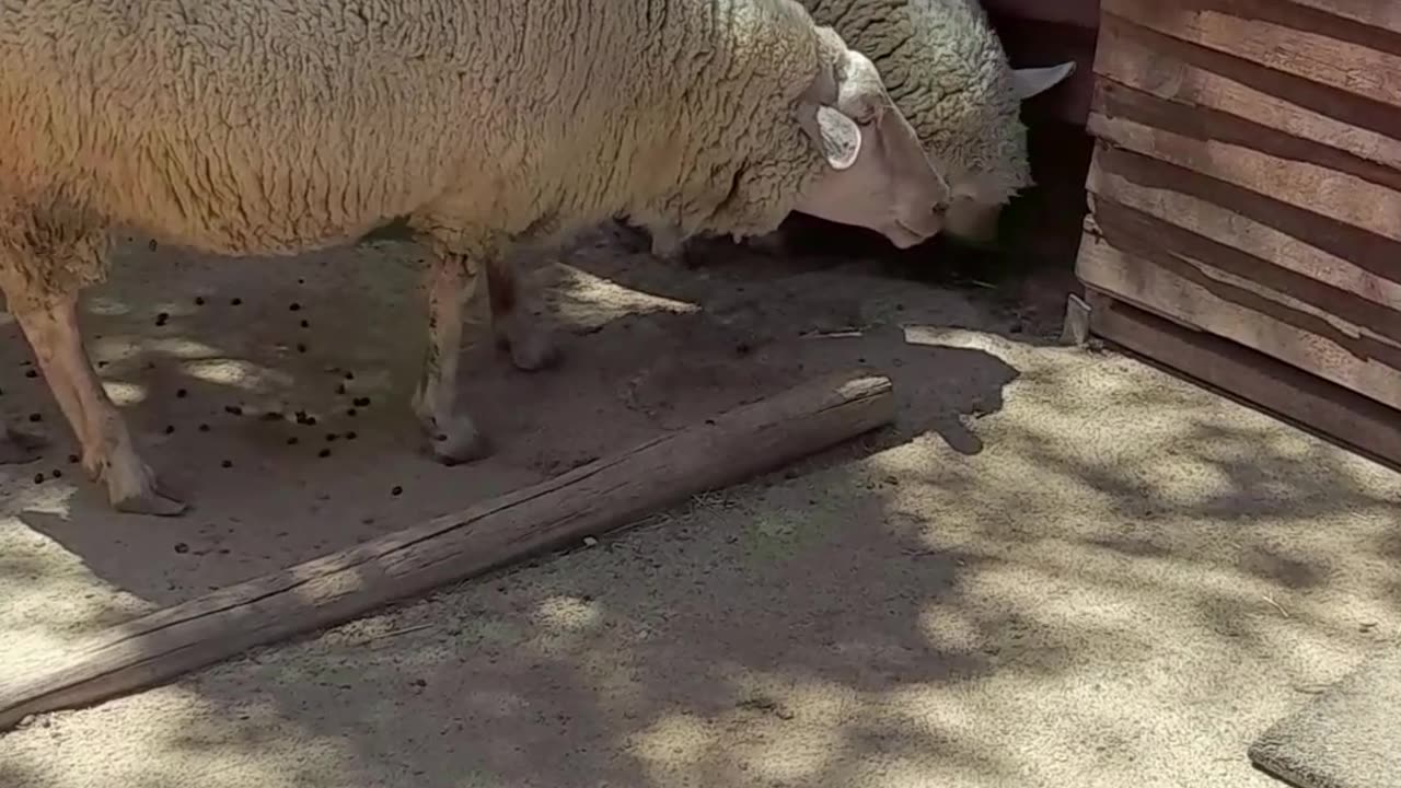 sheep