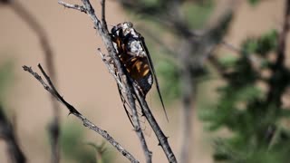 Apache Cicada