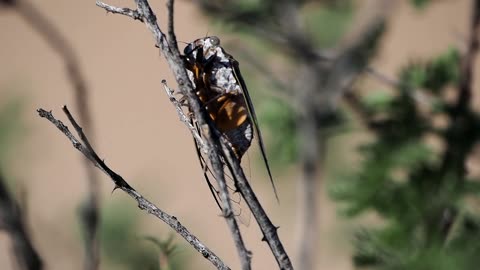 Apache Cicada
