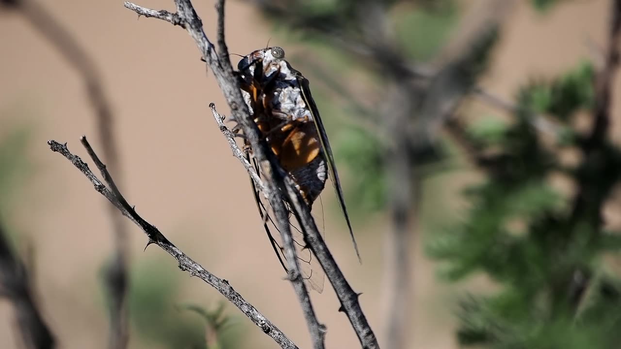 Apache Cicada