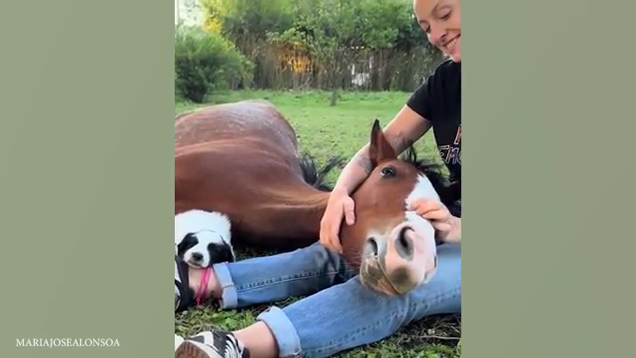 The Funniest Animal Videos