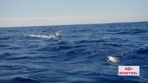 Greatest Swordfish Fishing in the World_part2