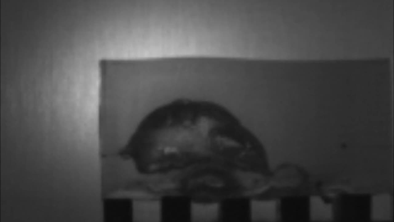 SLOW MOTION 5.7x28mm FN SS-195 impacting ballistic gelatin