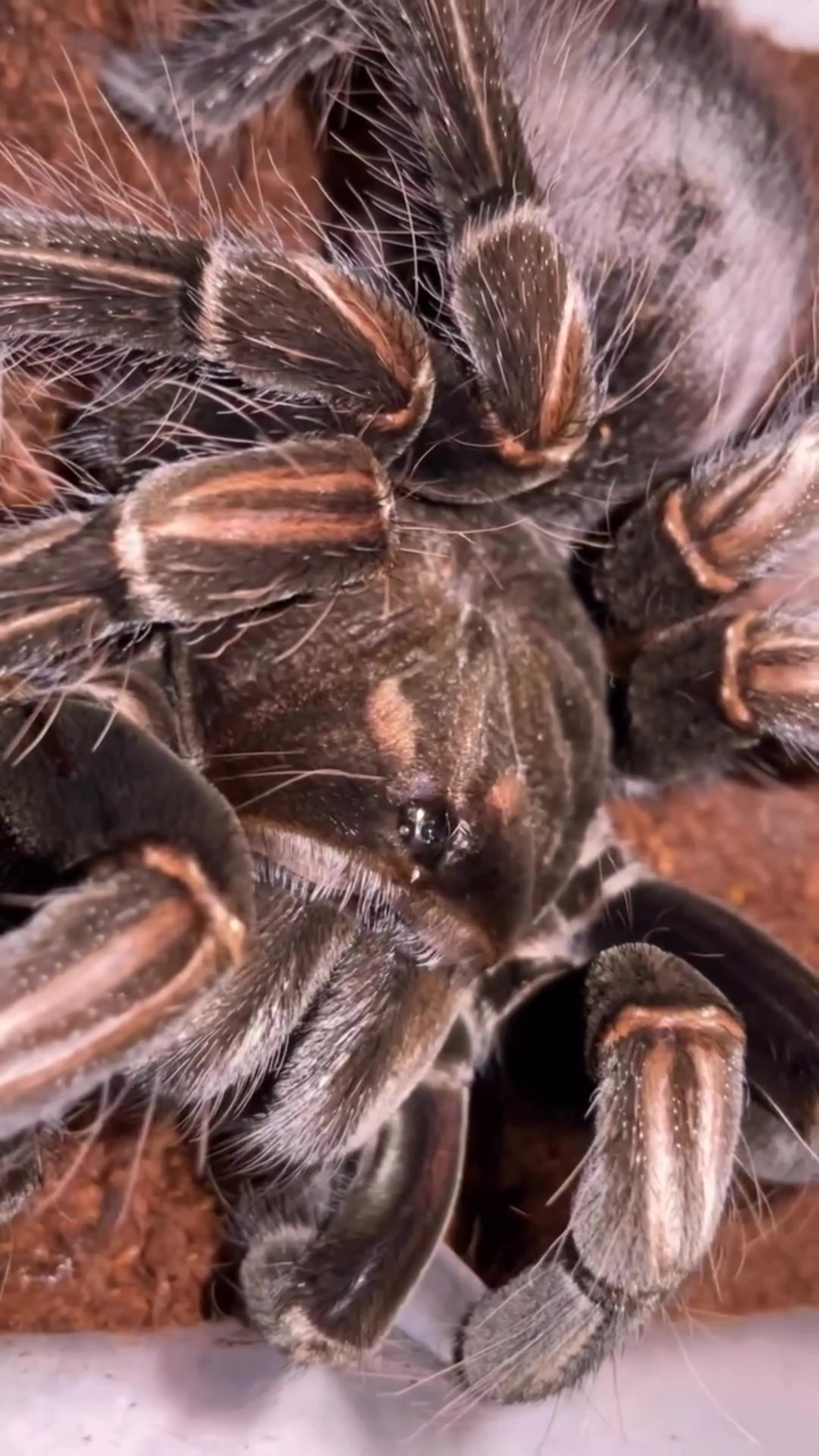 Spider Silk β Stronger Than Steel!