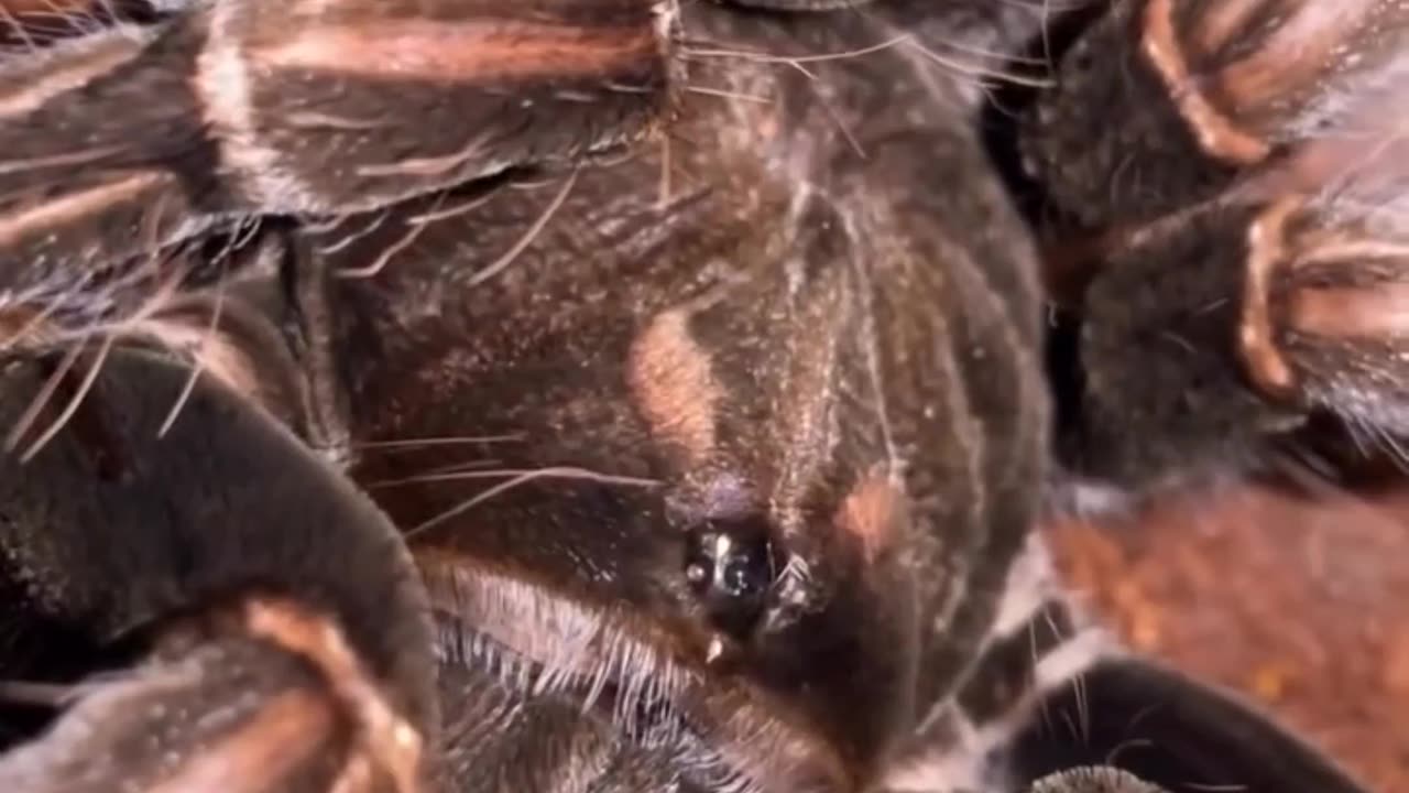 Spider Silk – Stronger Than Steel!