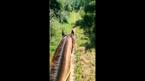 Moose & Avi - Waterloo trail ride - 18 Aug 2025
