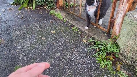 Saturday morning with Privilege Cat in the posh area 💕