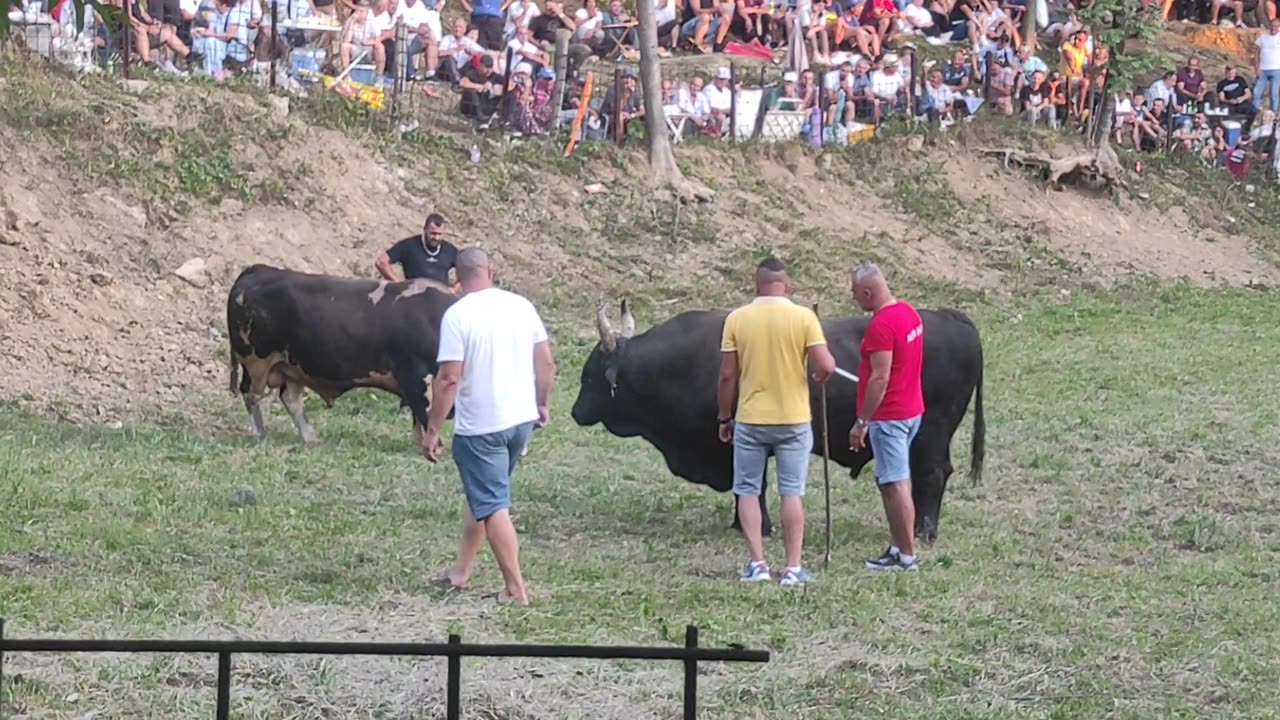 Krilonja vl.Meho Kačević - Odžaba vl.Esko Mušija Ričica 2025