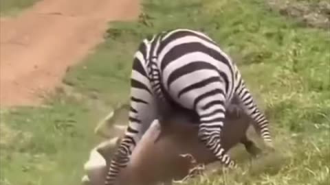 Zebras Are Horses Homicidal Cousins