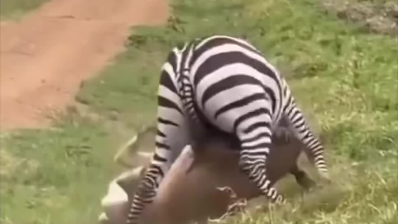 Zebras Are Horses Homicidal Cousins