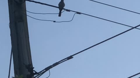 Northern Mockingbird singing 7 songs