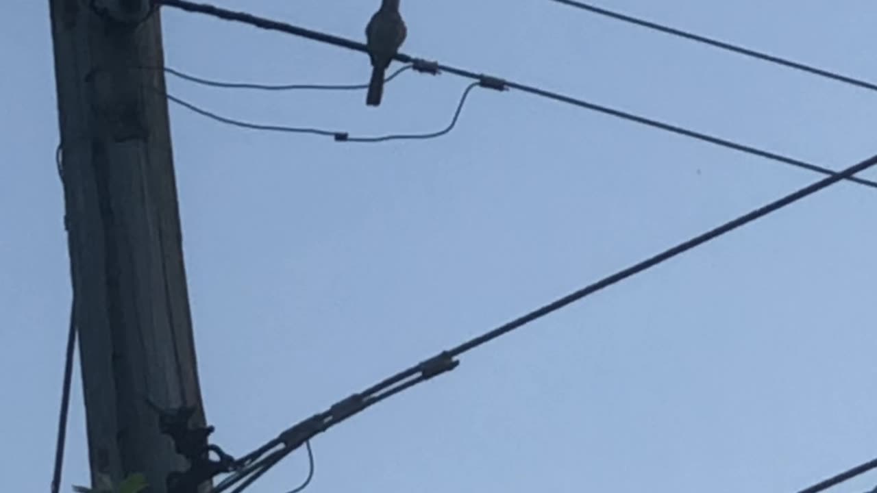 Northern Mockingbird singing 7 songs