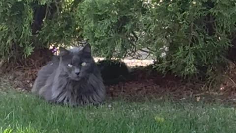 Wobbly Cat Watches From The Bushes
