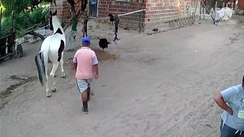 Video Nice