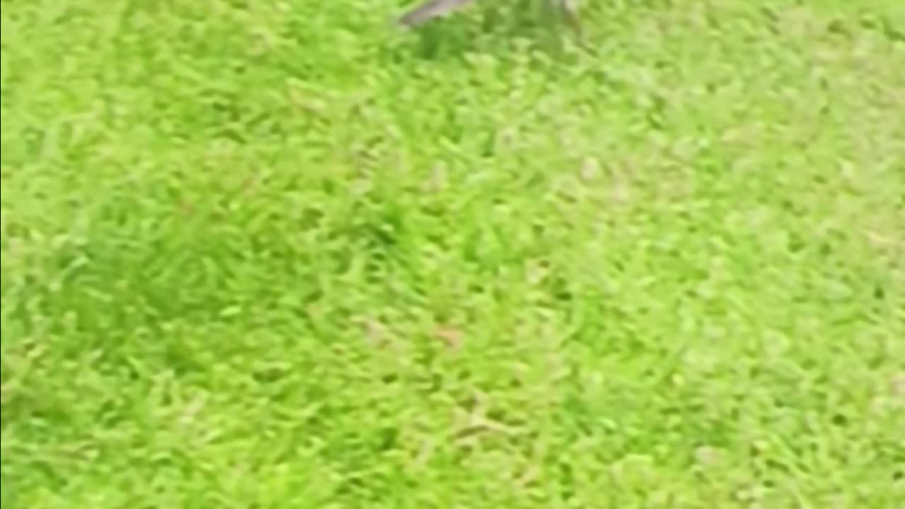Robin eating