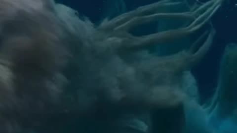 The Hydra's Blossom