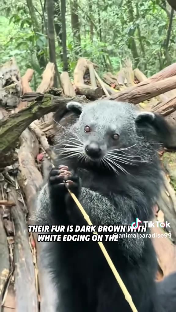 THIS ANIMAL IS THE BINDERONG A MEMBER OF THE TIBET FAMILY