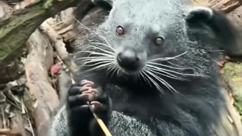 THIS ANIMAL IS THE BINDERONG A MEMBER OF THE TIBET FAMILY