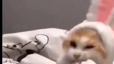 Cute Animals