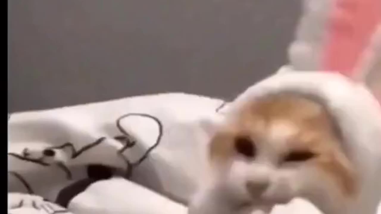Cute Animals
