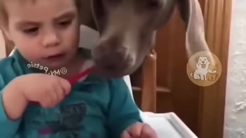 Funny moments of kids and pets