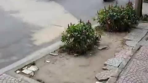 fatty demon pig - 2025 - YT - April 16th part 002