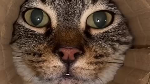 Cute Cat and funny