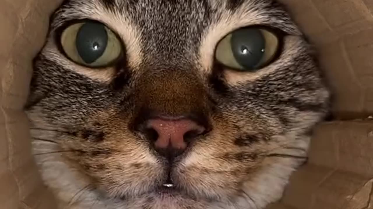Cute Cat and funny