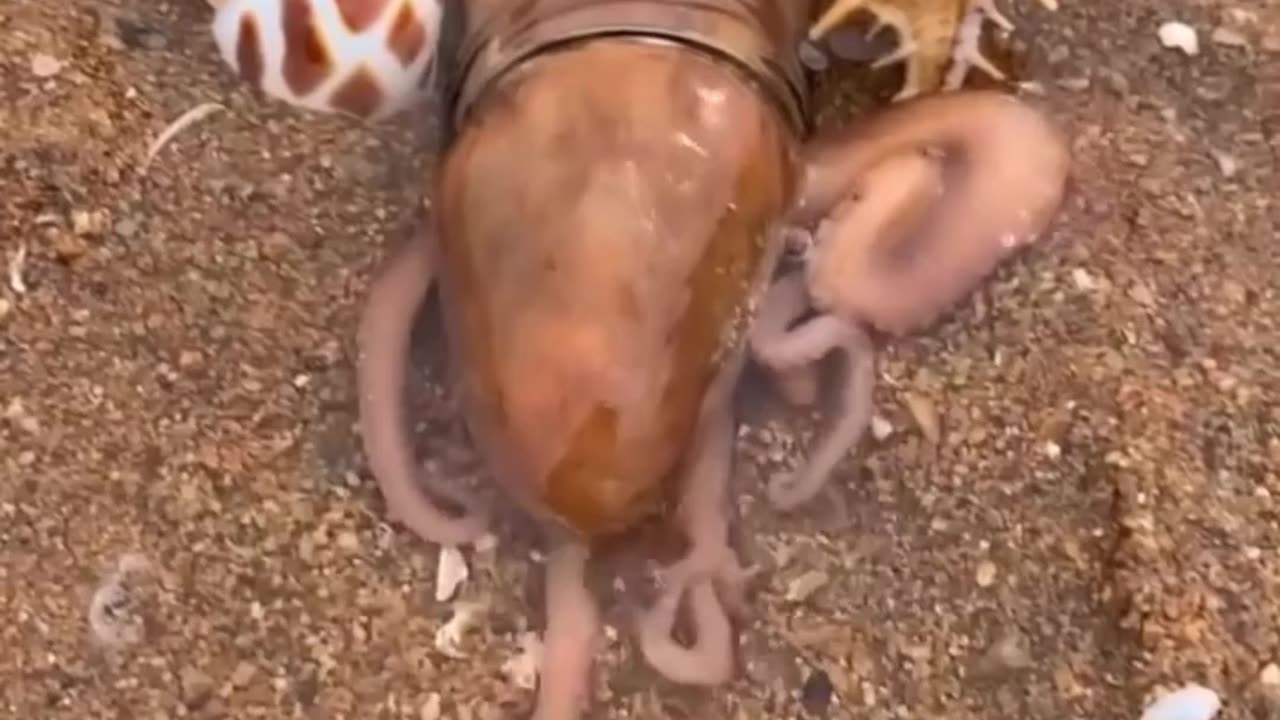 Octo's Hiding place