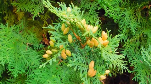 Enjoy the smooth jazz music and admire the beauty of the flowers, enjoy it P2