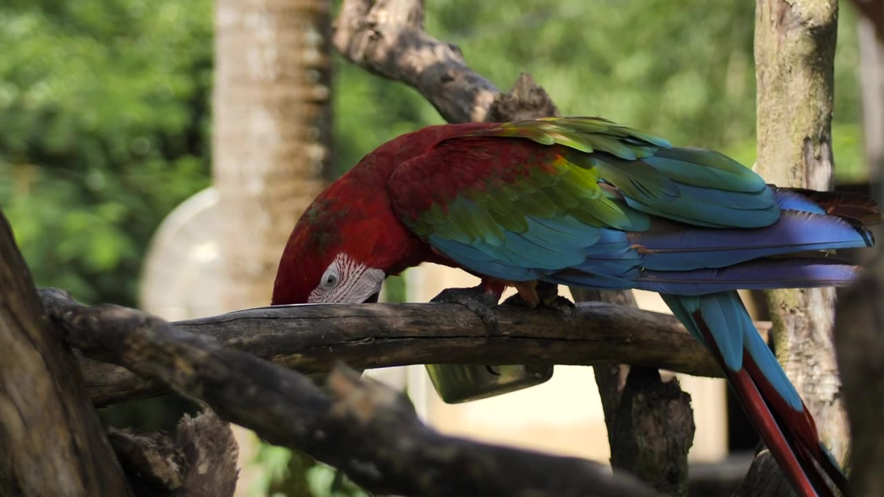 Macaw parrot of red, blue and green colors, feeding on a tree branch, in captivity on a sunny day.