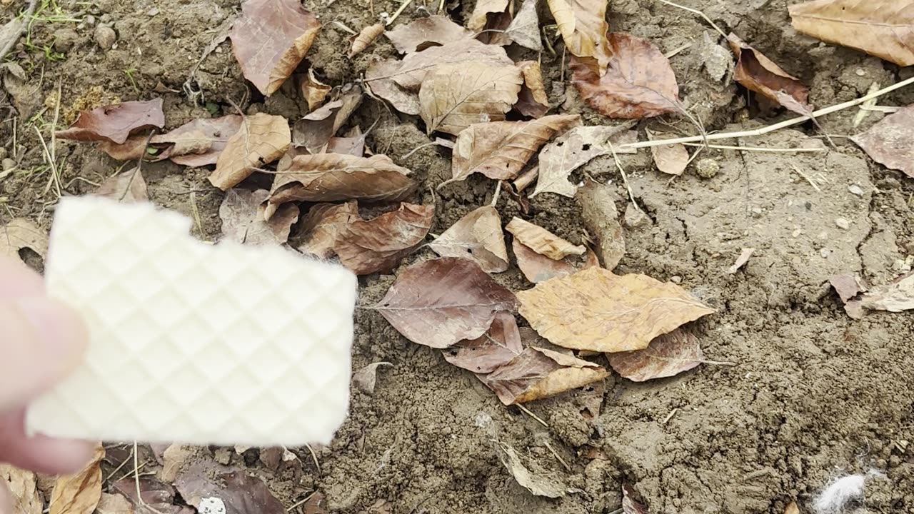bunnies hopping through morning dew! 🐇🌤️