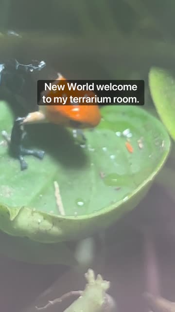 Mini Indoor Ecosystems!