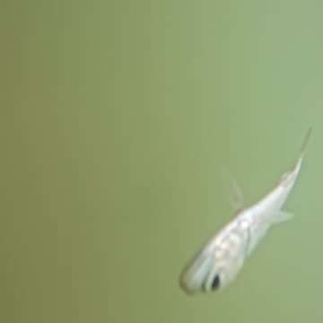 Small fish