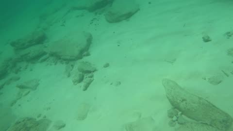 Shallow Water Snorkeling lots of fish up close in Grand Cayman