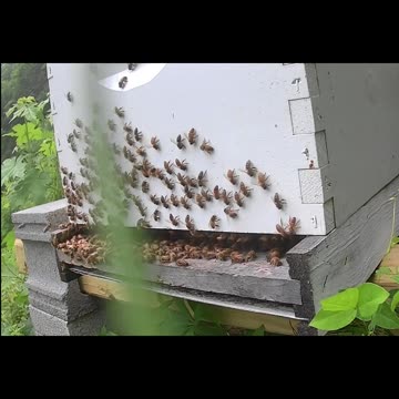 Sunday Noon long cut