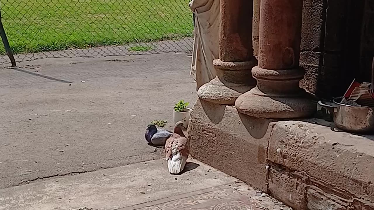 There's something beautifully peaceful about birds just being beside me