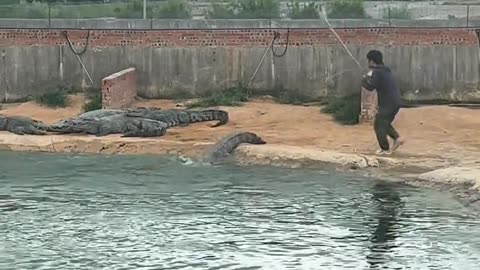 He is hunting crocodiles again.