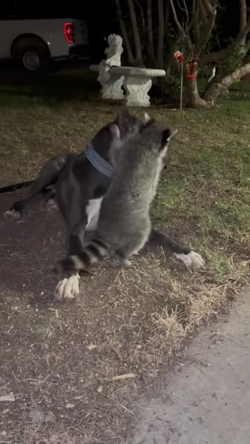 Rescued Raccoon Loves to Annoy His Big Brother
