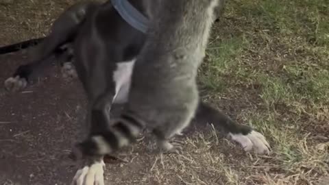 Rescued Raccoon Loves to Annoy His Big Brother