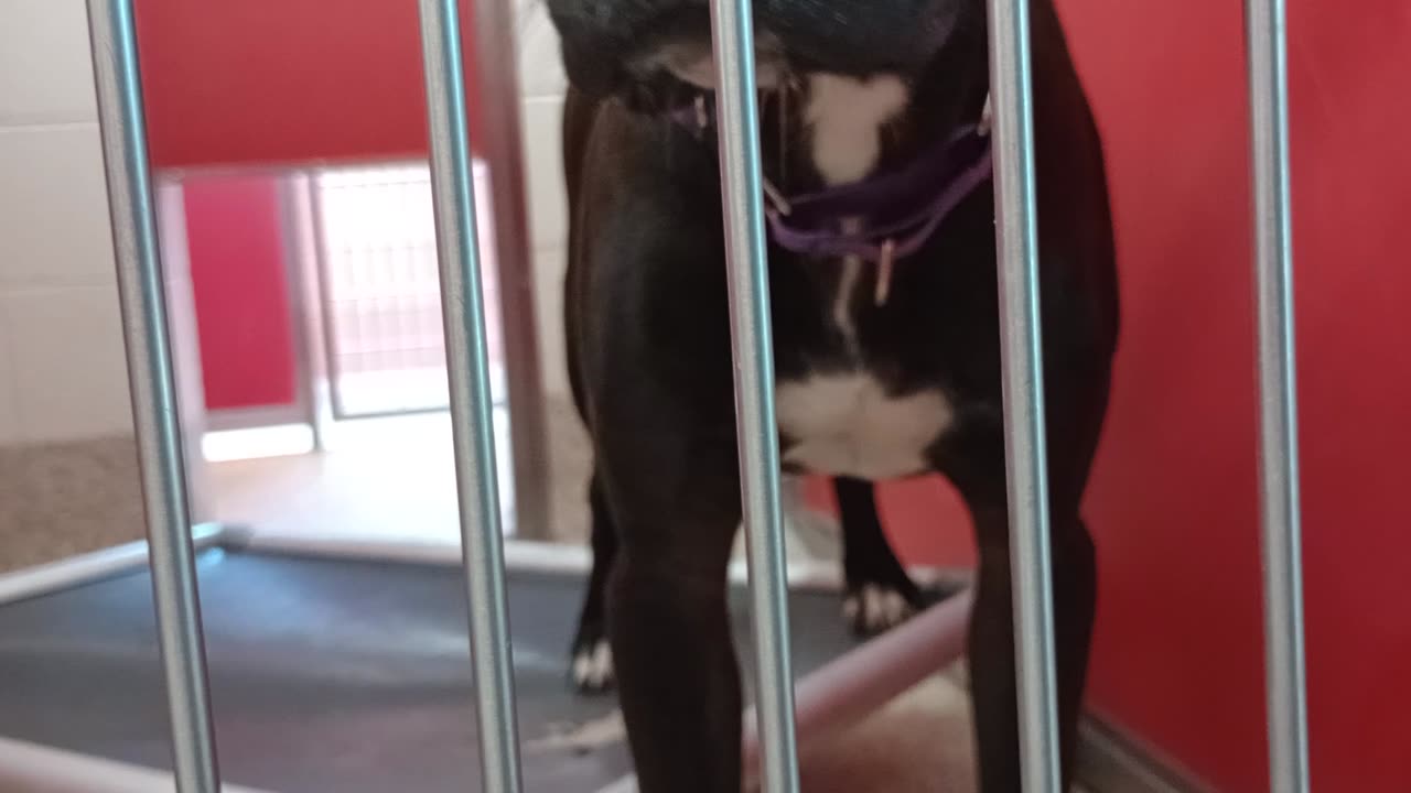 Choo 1y A856908 kennel 11 pod 1 PACC shelter I must be careful loves chewin on my fingers20250806249