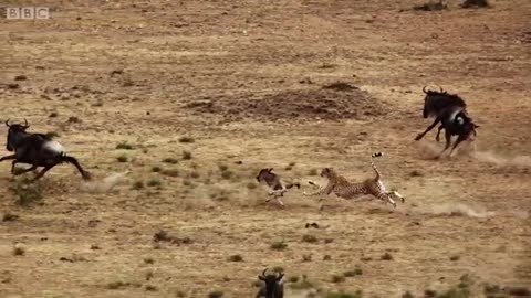 animals