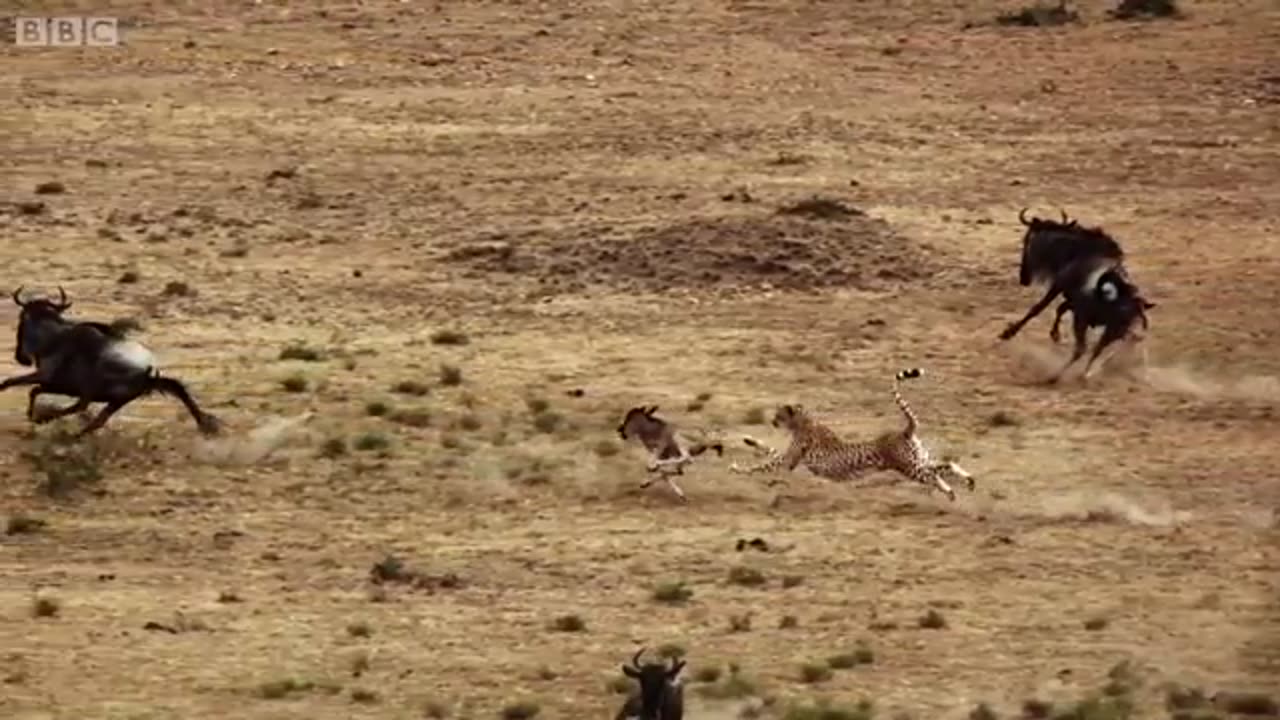 animals